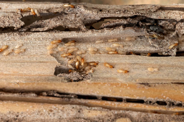 Best Wildlife Control Services  in Benton Heights, MI
