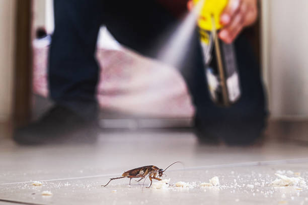 Best Spider Control Near Me  in Benton Heights, MI